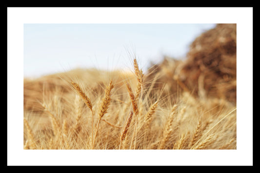 Framed wheat photo print for living room wall
